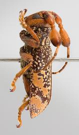  Strioderes peruanus,  male specimen; © E.H. Nearns