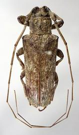  Sulpitus lilla,  male specimen; © E.H. Nearns