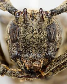  Sulpitus lilla,  male specimen; © E.H. Nearns