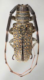  Oncideres truquii   (=  Taricanus truquii ), female type specimen; © E.H. Nearns