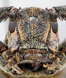  Oncideres truquii   (=  Taricanus truquii ), male specimen; © E.H. Nearns