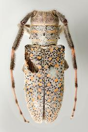  Oncideres truquii   (=  Taricanus truquii ), male specimen; © E.H. Nearns