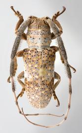  Oncideres zaragozai   (=  Taricanus zaragozai ), male specimen; © E.H. Nearns