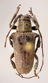  Tibiosioma flavolineata,  male holotype specimen; © E.H. Nearns