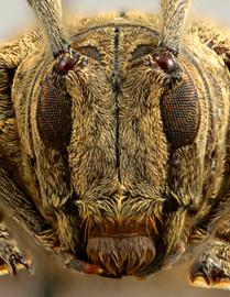 Tibiosioma maculosa,  female paratype specimen; © E.H. Nearns