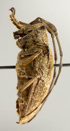  Tibiosioma maculosa,  female paratype specimen; © E.H. Nearns