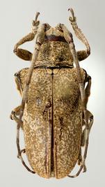  Tibiosioma maculosa,  female paratype specimen; © E.H. Nearns