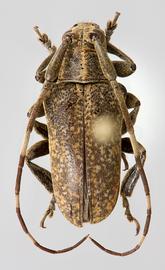  Tibiosioma martinsi,  male holotype specimen; © E.H. Nearns