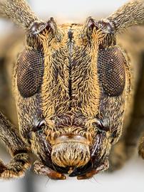  Tibiosioma martinsi,  male holotype specimen; © E.H. Nearns