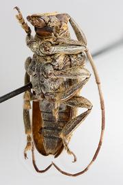  Tibiosioma martinsi,  male holotype specimen; © E.H. Nearns