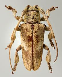  Tibiosioma remipes,  male holotype specimen; © E.H. Nearns
