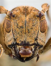  Trestoncideres albiventris,  male paratype specimen; © E.H. Nearns