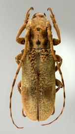  Trestoncideres albiventris,  male paratype specimen; © E.H. Nearns