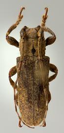  Trestoncideres laterialba,  female holotype specimen; © E.H. Nearns