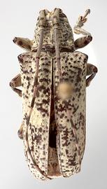  Tritania dilloni,  female specimen; © E.H. Nearns