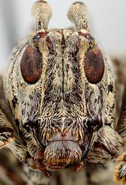  Tritania dilloni,  female specimen; © E.H. Nearns