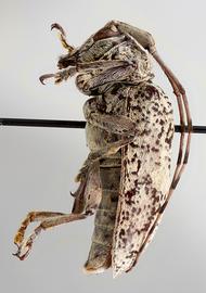  Tritania dilloni,  female specimen; © E.H. Nearns