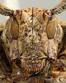  Tulcoides pura,  male holotype specimen; © E.H. Nearns