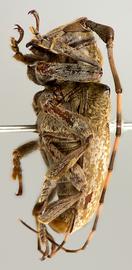  Tulcoides pura,  male holotype specimen; © E.H. Nearns