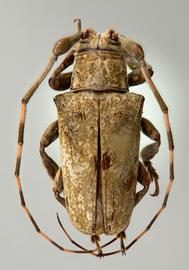  Tulcoides pura,  male holotype specimen; © E.H. Nearns