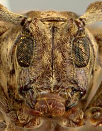  Tulcoides tibialis,  male holotype specimen; © E.H. Nearns