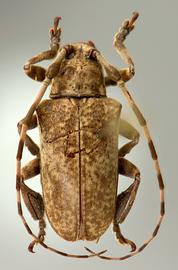  Tulcoides tibialis,  male holotype specimen; © E.H. Nearns