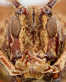  Typhlocerus prodigiosus,  female specimen; © E.H. Nearns