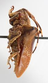  Typhlocerus prodigiosus,  female specimen; © E.H. Nearns