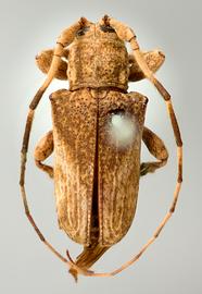  Venustus analogus,  male holotype specimen; © E.H. Nearns