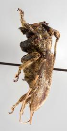  Venustus zeteki,  holotype specimen; © E.H. Nearns