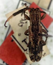  Xylomimus baculus,  type specimen; © G.L. Tavakilian