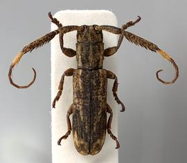  Xylomimus baculus,  female specimen; © E.H. Nearns