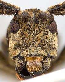  Xylomimus baculus,  female specimen; © E.H. Nearns