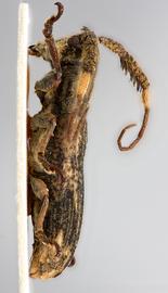  Xylomimus baculus,  female specimen; © E.H. Nearns