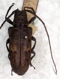  Tybalmia mydas  (=  Tybalmia tetrops ), type specimen; © G.L. Tavakilian