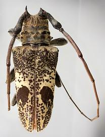  Tybalmia funeraria;  male type specimen; © E.H. Nearns