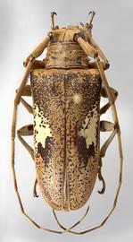  Tybalmia funeraria,  female specimen; © E.H. Nearns