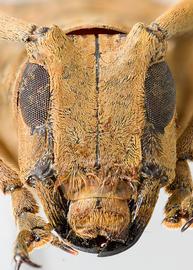  Tybalmia funeraria,  female specimen; © E.H. Nearns