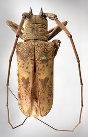  Tybalmia caeca,  male type specimen; © E.H. Nearns