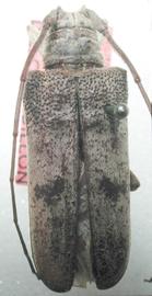  Tybalmia breuningi,  female holotype specimen; © E.H. Nearns