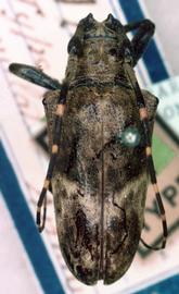  Tulcus amazonicus,  type specimen; © G.L. Tavakilian