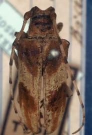  Pseudobeta doris,  female type specimen; © G.L. Tavakilian