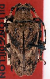  Tulcus distinctus,  female holotype specimen; © G.L. Tavakilian