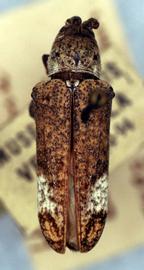  Cylicasta difficilis,  type specimen; © G.L. Tavakilian