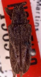  Furona egens , holotype specimen; © G.L. Tavakilian