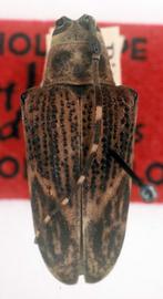  Neohylus dubius,  female holotype specimen; © G.L. Tavakilian