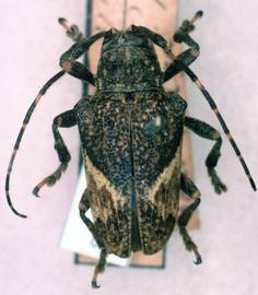  Tulcus dimidiatus,  male type specimen; © G.L. Tavakilian