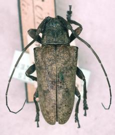  Marensis simplex,  female type specimen; © G.L. Tavakilian