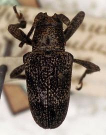  Lydipta senicula,  type specimen; © G.L. Tavakilian