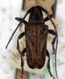  Plerodia syrinx,  syntype specimen; © G.L. Tavakilian